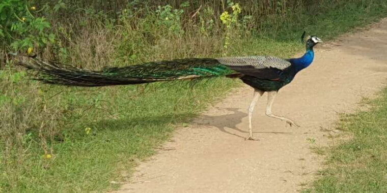 wilpattu-national-park-morning-or-afternoon-safari