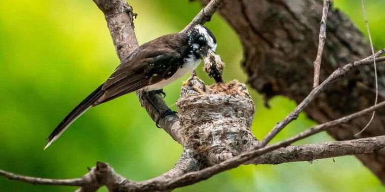 wilpattu-national-park-morning-or-afternoon-safari