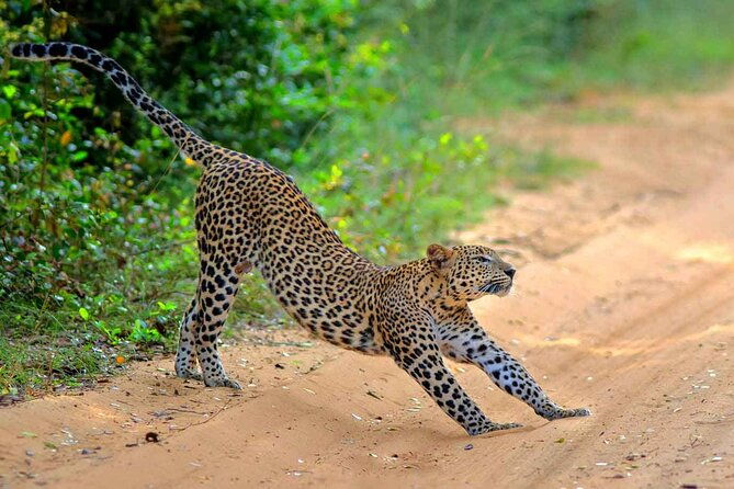wilpattu-national-park-private-jeep-safari-from-colombo-negombo