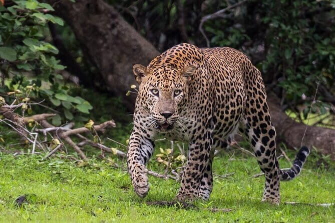 Wilpattu National Park | Private Safari - Key Points