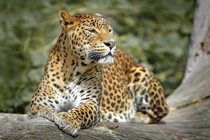 Wilpattu National Park | Private Safari - FAQ