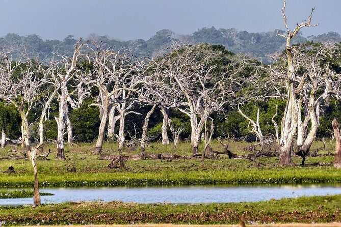 Wilpattu National Park Private Safari - Key Points