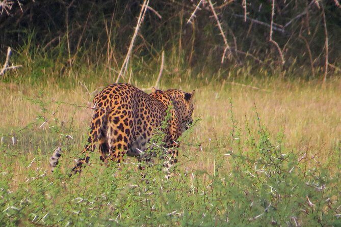 Wilpattu National Park Private Safari - Authenticity and Experience: The Real Deal