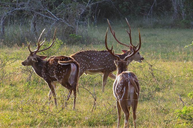 Wilpattu National Park Private Safari - Who Should Consider This Safari?