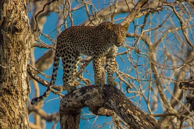 Wilpattu National Park Private Safari From Dambulla & Sigiriya - Key Points