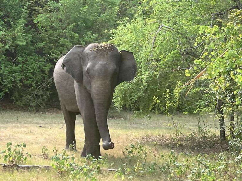 wilpattu-national-park-private-safari