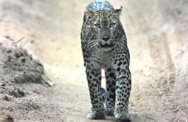 wilpattu-national-park-private-safari