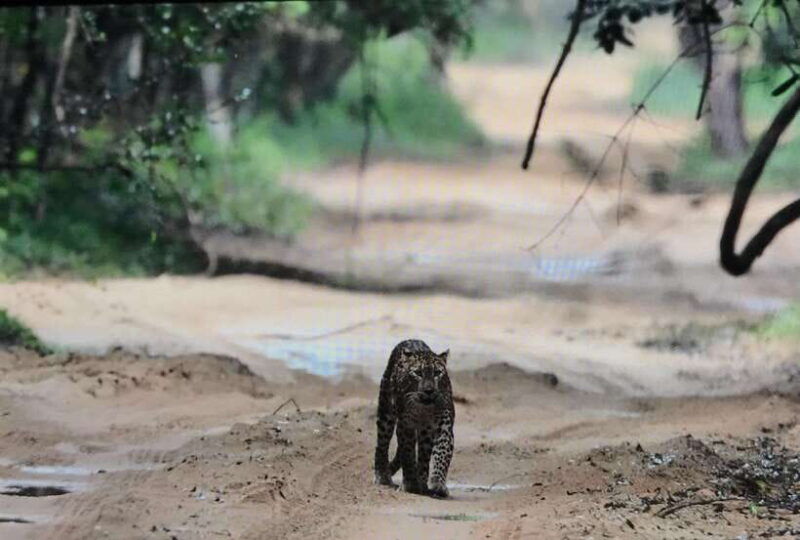 wilpattu-national-park-private-safari