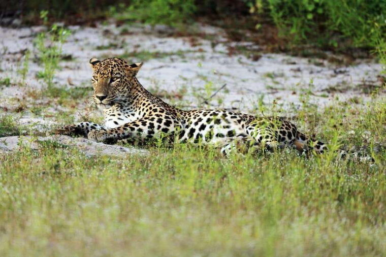 wilpattu-national-park-private-safari