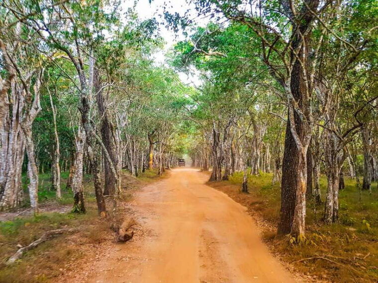 wilpattu-national-park-private-safari