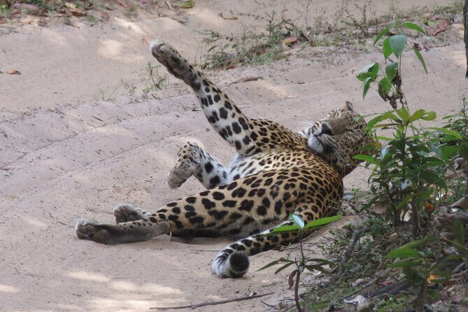 Wilpattu National Park | Private Safari Tours - Who This Tour Is Best For