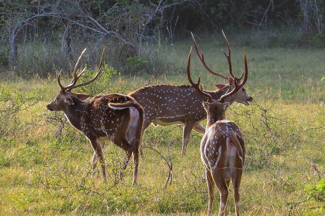 Wilpattu National Park Safari from Dambulla - A closer look at the Wilpattu Safari experience