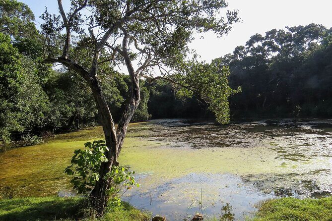 Wilpattu National Park Safari from Dambulla - FAQ