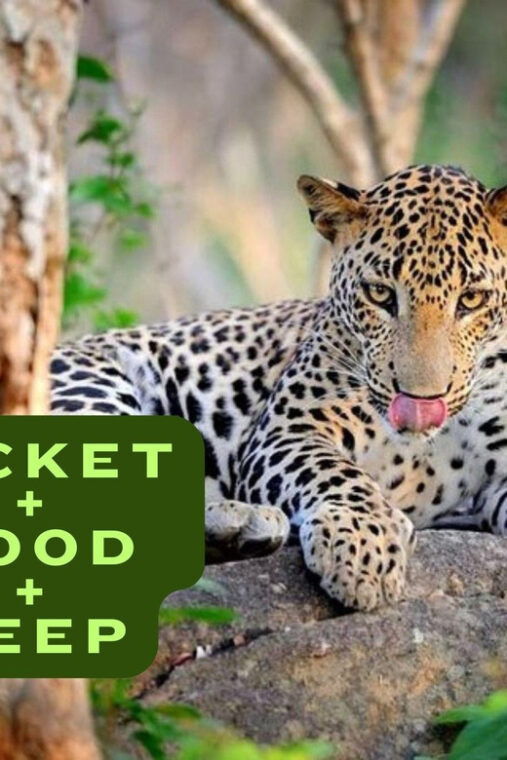wilpattu-national-park-safari-jeep-tour