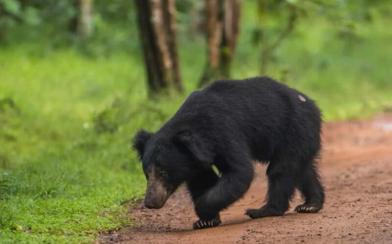 Wilpattu National Park Safari : Private 4x4 Jeep Safari - Introduction