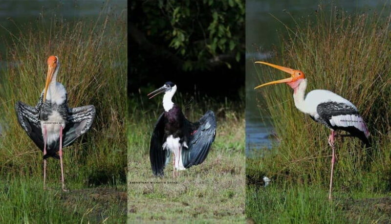 Wilpattu National Park Safari : Private 4x4 Jeep Safari - FAQ