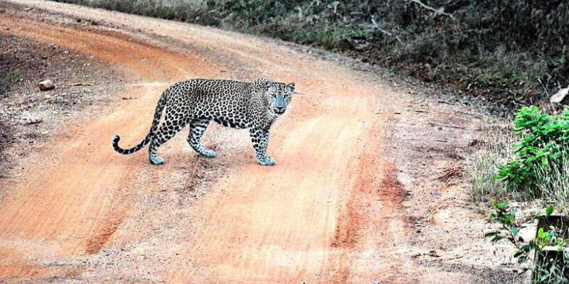 wilpattu-national-park-safari-tour-from-dambulla