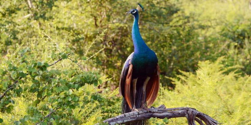 wilpattu-national-park-safari-tour-from-dambulla