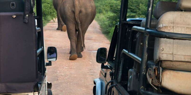 wilpattu-national-park-safari-tour-from-dambulla