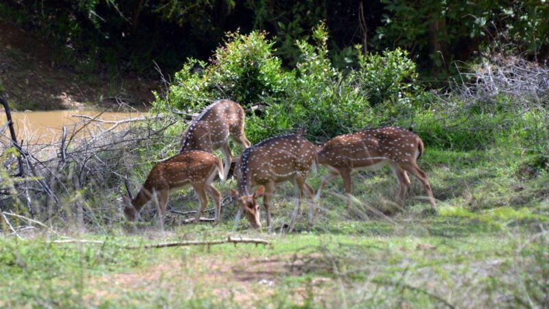 wilpattu-national-park-safari-tour-from-dambulla