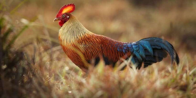 wilpattu-national-park-safari-tour-from-dambulla