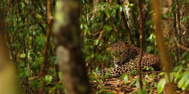 wilpattu-national-park-safari-tour-from-dambulla
