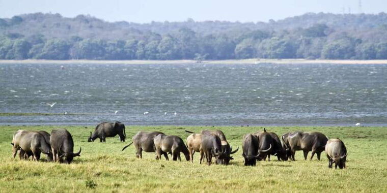 wilpattu-national-park-safari-tour-from-dambulla