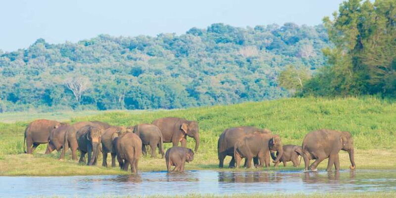 wilpattu-national-park-safari-tour-from-kandy