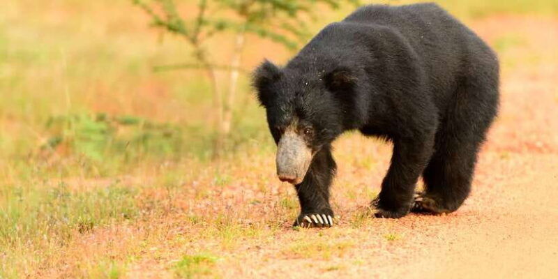 wilpattu-national-park-safari-tour-from-kandy