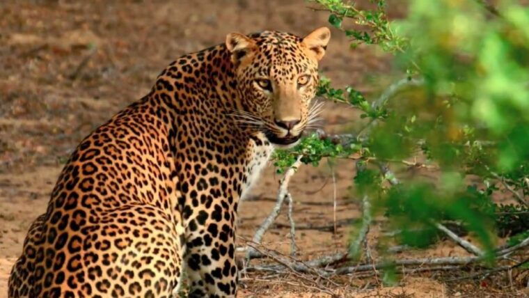 wilpattu-national-park-safari-tour-from-kandy