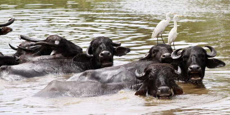 wilpattu-national-park-safari-tour