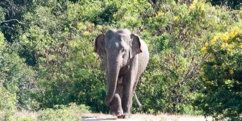 wilpattu-national-park-with-safari-jeep-entrance-ticket