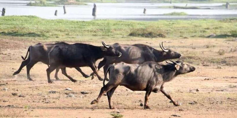 wilpattu-national-park-with-safari-jeep-entrance-ticket