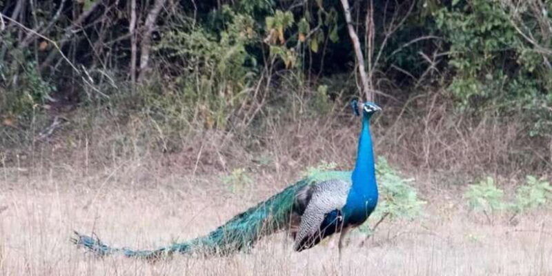wilpattu-national-park-with-safari-jeep-entrance-ticket