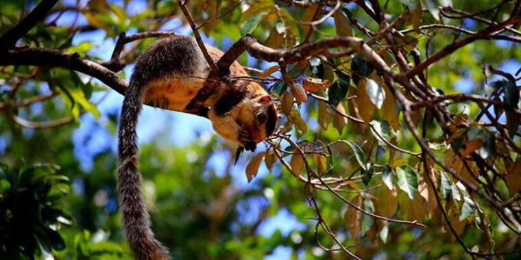 wilpattu-national-park-with-safari-jeep-entrance-ticket