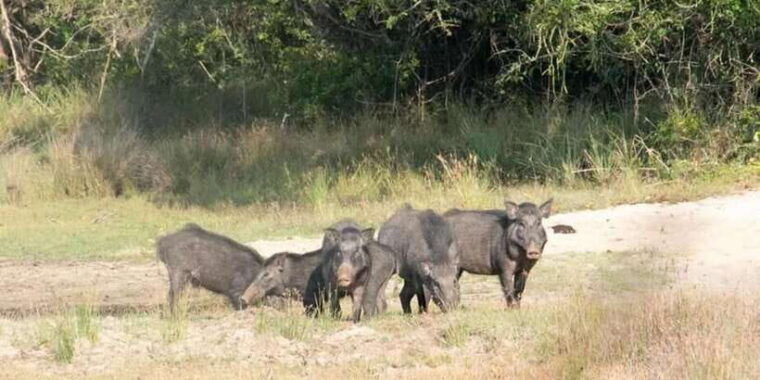 wilpattu-national-park-with-safari-jeep-entrance-ticket