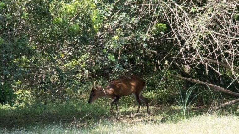 wilpattu-national-park-with-safari-jeep-entrance-ticket