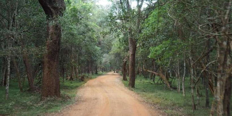 wilpattu-national-park-with-safari-jeep-entrance-ticket