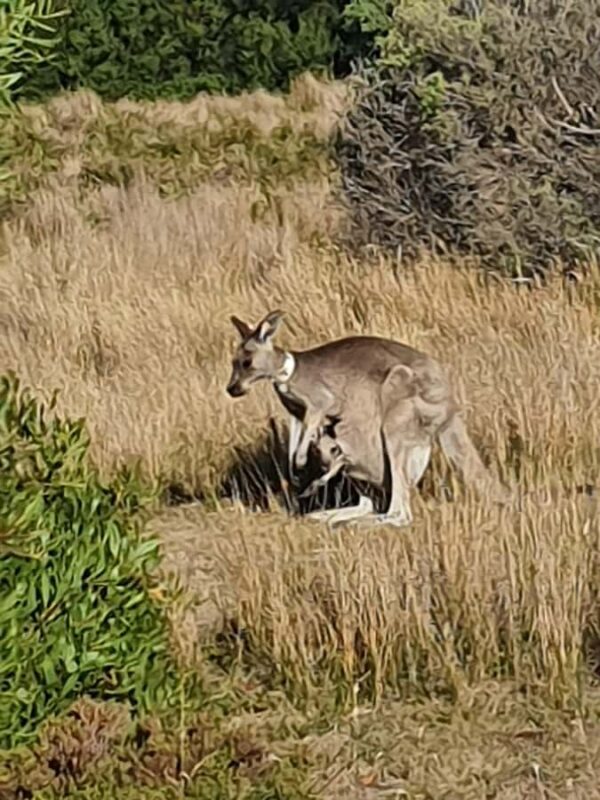 Wilsons Promontory National Park Day Trip - Final Thoughts: Who Will Love This Trip?
