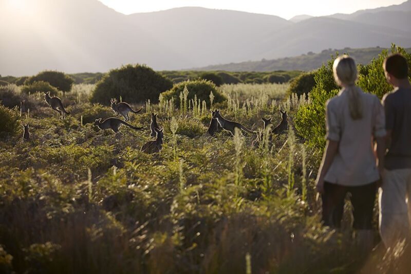 Wilsons Promontory National Park Full-Day Eco Tour - The Itinerary: A Day Filled with Highlights