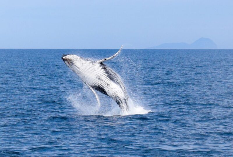 Wilsons Promontory: Whale Spotting Cruise with Lunch - Key Points