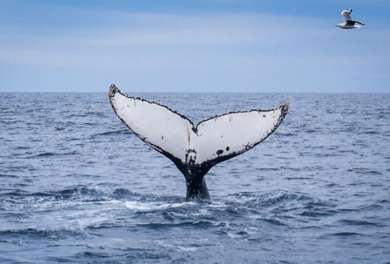 Wilsons Promontory: Whale Spotting Cruise with Lunch - The Sum Up
