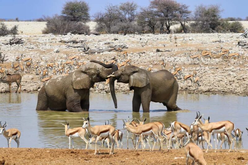 Windhoek: 3-Day Guided Safari in Etosha with Lodge - Introduction: Why this 3-Day Namibia Safari is Worth Considering