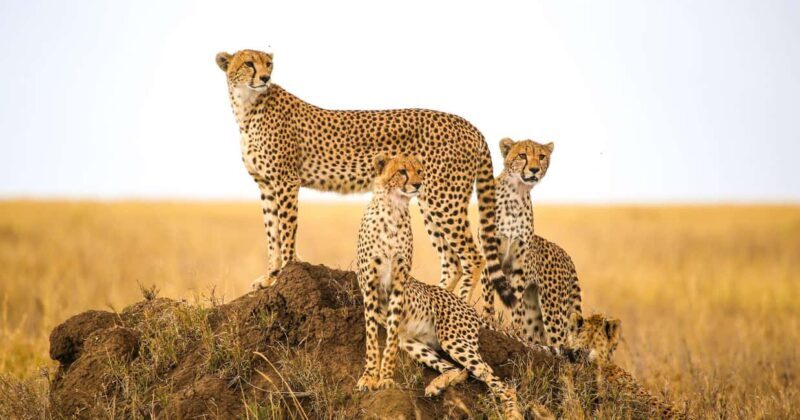 Windhoek: 3-Day Guided Safari in Etosha with Lodge - Detailed Breakdown of the Itinerary
