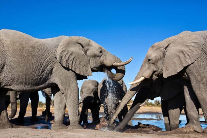 Windhoek: 5-Day Private Etosha Safari with Accommodation - An In-Depth Look at the 5-Day Itinerary