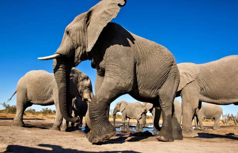 Windhoek: 5-Day Private Etosha Safari with Accommodation - Why This Tour Is a Great Choice