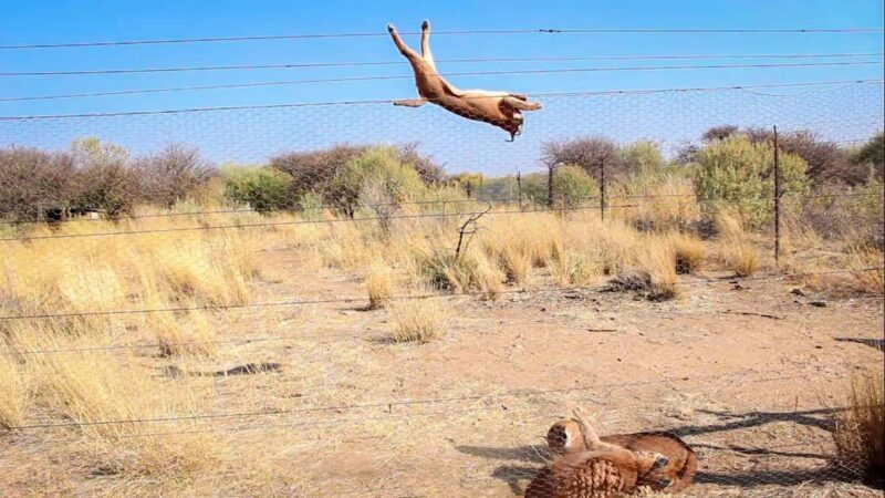 Windhoek: Caracal Walk at N/a'an ku sê Wildlife Sanctuary - Key Points