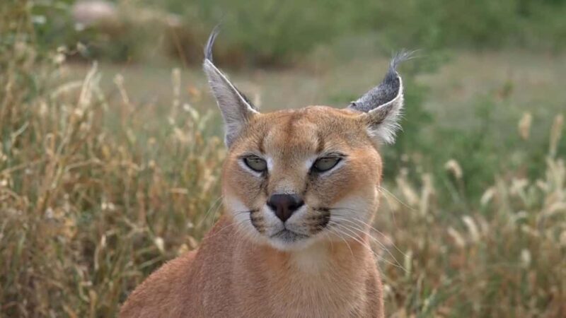 Windhoek: Caracal Walk at N/a'an ku sê Wildlife Sanctuary - An In-Depth Look at the Caracal Walk Experience