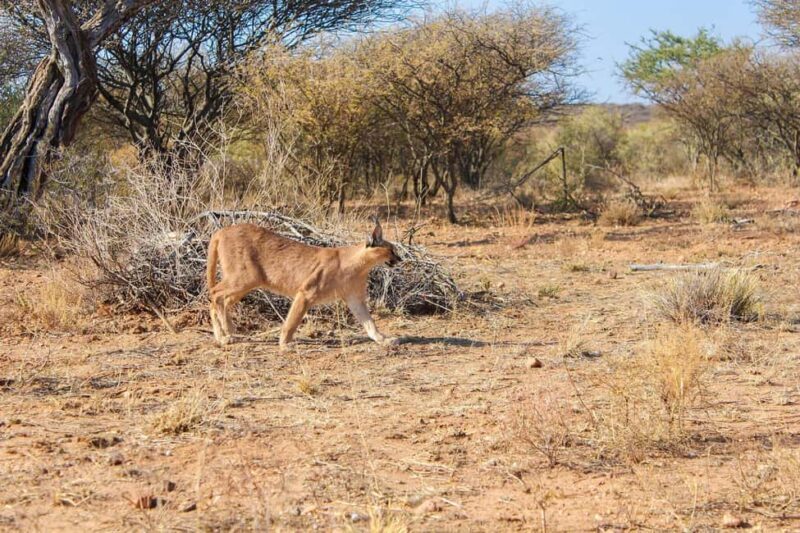 Windhoek: Caracal Walk at N/a'an ku sê Wildlife Sanctuary - Final Thoughts