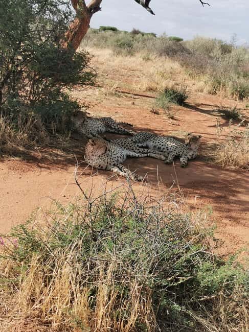 Windhoek : Cheetah walk Experience - Key Points